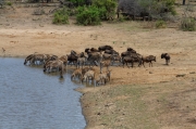 08 - Kruger NP (28)